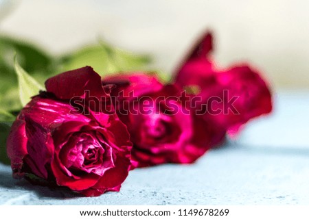 Beautiful garden red roses on blue wooden desk
