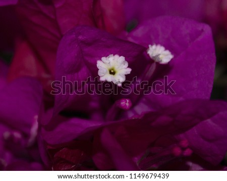 Macro flower in Sicily