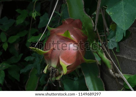 Hylocercus undatus Dragon fruit Longevity Spherical or oval Thick bark, red or yellow