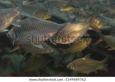 Fish : Red tailed tinfoil barb (Barbonymus altus)