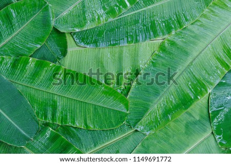 Rain drops on Leaves Of The Banana Tree Textured Background