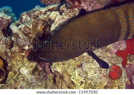 peacock grouper (cephalopholis argus)