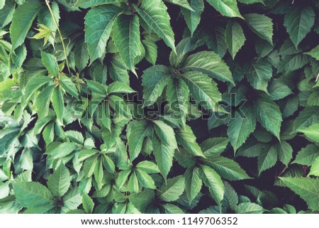 Green leaves background in dark light eco concept image or refreshment concept background.