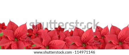 Red poinsettia isolated on a white background, border