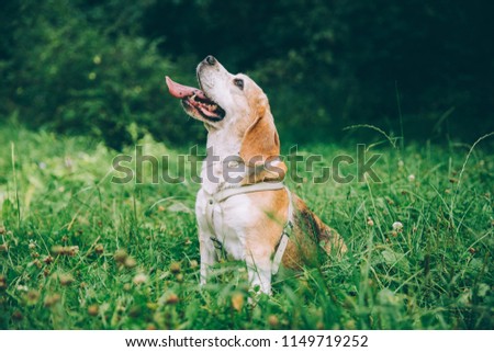 Amazing and happy senior beagle posing outdoors.