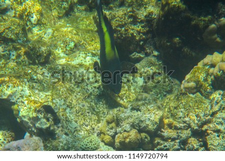 Underwater life of coral reefs Red Sea