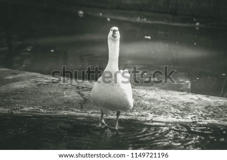 black and white picture of white duck