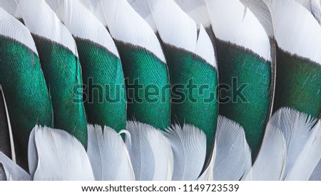 Green and white feathers on the wing of a wild duck as a background. Close-up colorful feathers. Bird feathers background and texture.