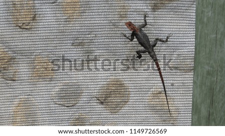 Lizard on a wall.