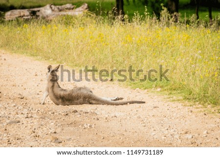 Kangaroo wounded by a car lying on the road