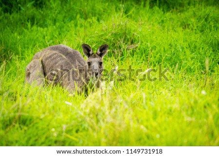 Kangaroo hiding in the grass in Victoria, Australia