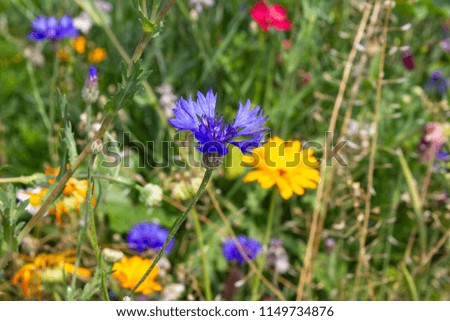 close look at multi colorful flowers in meadow at sunshine summer day in south germany countryside near schwaebisch gmuend city