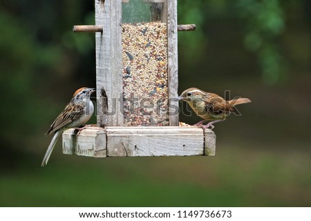 A pair of Carolina wren (Thryothorus ludovicianus)  and house sparrow ( Passer Domesticus ) perching on the wooden feeder enjoy eating and watching on the blurry garden background, Summer in GA USA. Royalty-Free Stock Photo #1149736673