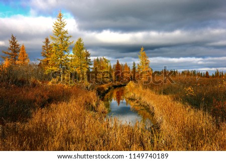 Autumn landscape of forest-tundra with lake and forest in the ba