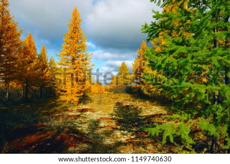 Autumn landscape of forest-tundra with larch in the background, 