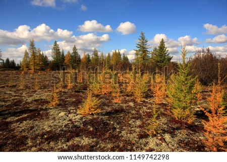 Autumn landscape of forest-tundra with larch on the river bank, 