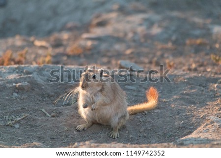 The great gerbil in the steppe, Kazakhstan, Central Asia