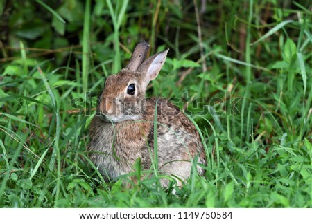 classic rabbit pose