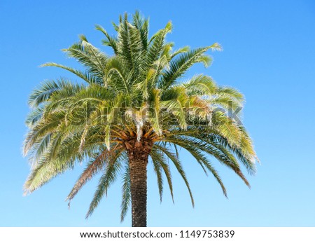 Palm tree sunny day. Luxembourg par Paris. Sunny bleu sky. Green sunlight paradise summer travel tourism