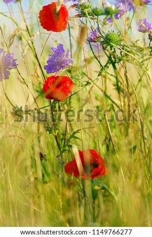 Selective focus of Common Poppies, Papaver rhoeas, and Devil's bit Scabious, Succisa pratensis, in a field full of meadow grass in summer, The Cotswolds, Gloucestershire, UK