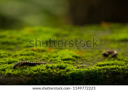 yellow and black dotted centipede like millipede crawling in dried green grass ,mud and old tree bark with yellow ants with it 