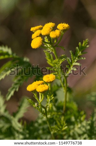 Yellow floral weed