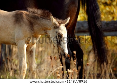 foal and mare in high grass, autumn, two horses, black horse