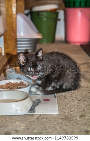 Black kitten in a basement eating