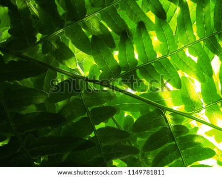 Background picture of fern leaves. The leaves of the plant to the light. Close up.