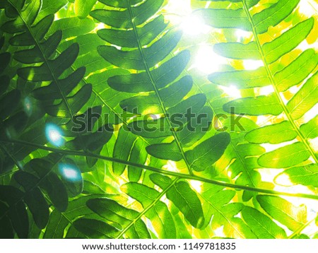 Background picture of fern leaves. The leaves of the plant to the light. Close up.