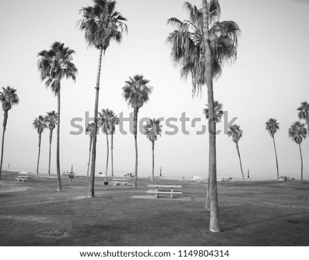 Palm Trees in the Park