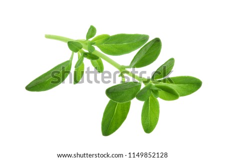 Fresh thyme spice isolated on white background Royalty-Free Stock Photo #1149852128