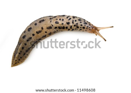 A Leopard Slug isolated on white background. Clipping Path included. Royalty-Free Stock Photo #11498608