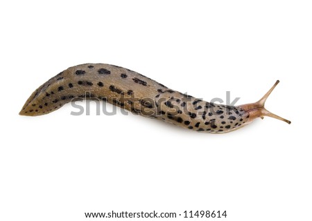 A Leopard Slug isolated on white background. Clipping Path included. Royalty-Free Stock Photo #11498614