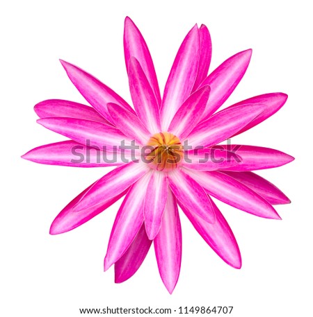 Pink waterlily isolated on white background