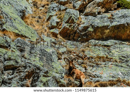 mountain goat on a rock in the daytime