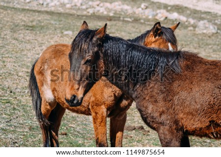 horses in the countryside during the daytime