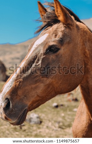 horse in the countryside in the daytime