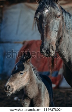 horse and a little foal in the daytime