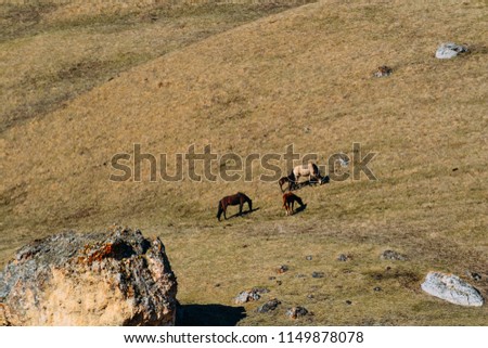 several horses and hills in the daytime