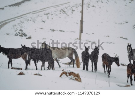 herd of horses in the snow capped mountains