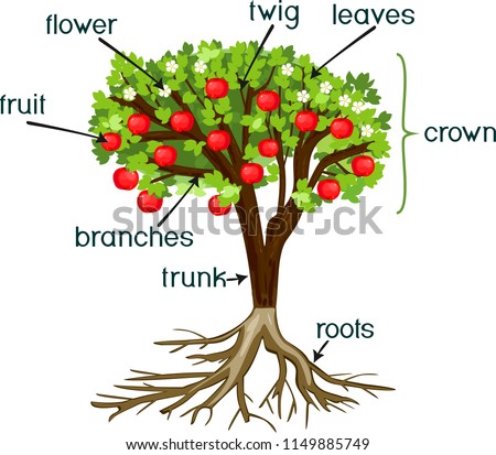 Parts of plant. Morphology of apple tree with root system, flowers, fruit and titles