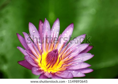 A closeup picture of a Purple Waterlily blossom.  