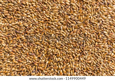 Texture with of barley malt for beer, pale ale, pilsen. Royalty-Free Stock Photo #1149900449