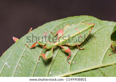 Close up of middle instar male leaf insect (Phyllium westwoodi) on its host plant leaf