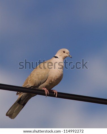 Eurasian Collared Dove (Streptopelia decaocto) perched on telephone power wire with blue sky and clouds in background; exotic invasive species
