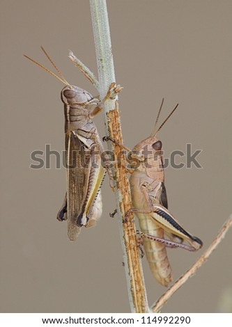 Two Grasshoppers on a stem isolated against a natural background; invasive species crop damage