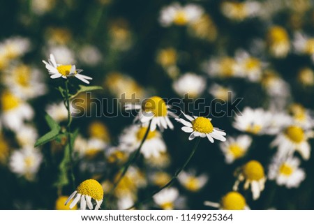 Background of wild chamomile flowers on lawn at summer day