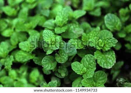 Spearmint (Mentha spicata) or peppermint herbal or seasoning plant growing in the garden.
