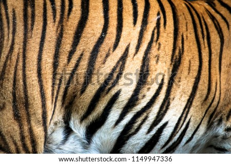 Close up of big feline wildcat Malayan tiger with beautiful stripe fur 